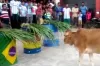 গরুর অবিশ্বাস্য ভবিষ্যৎ বাণীঃ বিশ্বকাপ জিতবে ব্রাজিল