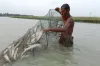 পটুয়াখালীতে এক জালে ৯২ মণ ইলিশ, বিক্রি হল যত টাকা