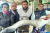 বড়শিতে ধড়া পড়লো বিশাল আকারের ১৮ কেজির বোয়াল, বিক্রি হল যত টাকা