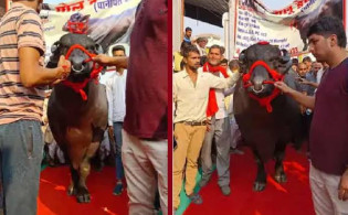 একটি মহিষের দাম সাড়ে ১২ কোটি টাকা, তার নিরাপত্তায় আবার ১২ জন 