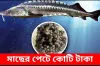 এবার মাছে পেটে পাওয়া গেলো কোটি টাকার সম্পদ