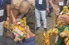 কাঁপছে কানপুর: টাইগার রবির ওপর হা*মলা! পুলিশ দাবি অসত্য, কী ঘটেছে আসলে?
