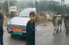 মাঝ রাস্তা থেকে হঠাৎ বিরোধীদলীয় নেতার গাড়ি টেনে নিয়ে আসা হলো গরু দিয়ে