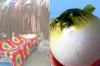 পটকা মাছ এক রাতেই ধ্বংস করে দিলো পুরো পরিবার