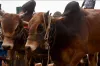 যাদের ওপর কোরবানি ওয়াজিব, জানুন ইসলামী বিধান অনুযায়ী