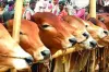আসন্ন কোরবানির ঈদে গবাদি পশুর দাম কেমন থাকবে, যে আশঙ্কা