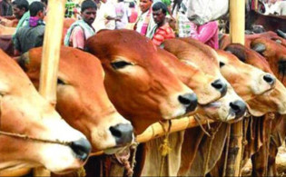 আসন্ন কোরবানির ঈদে গবাদি পশুর দাম কেমন থাকবে, যে আশঙ্কা