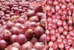 বড় সুখবর পেঁয়াজের বাজারে