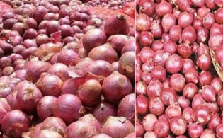 বড় সুখবর পেঁয়াজের বাজারে
