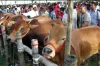 “ঢাকার যেসব স্থানে বসবে কুরবানির পশুর হাট ২০২৫”