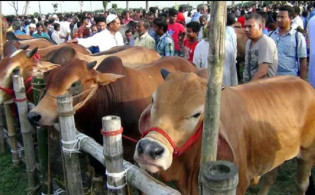 “ঢাকার যেসব স্থানে বসবে কুরবানির পশুর হাট ২০২৫”