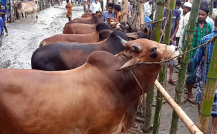 ২ ধরনের মানুষকে শরিক করলে কোরবানি হবে না