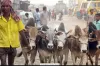কার কার ওপর কোরবানি ওয়াজিব
