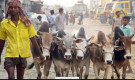 কার কার ওপর কোরবানি ওয়াজিব