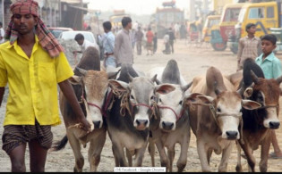 কার কার ওপর কোরবানি ওয়াজিব