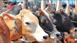 ১ লাখ ও ৯০ হাজার টাকা দামের গরু পাওয়া যাচ্ছে ৭০-৭৫ হাজার টাকায়