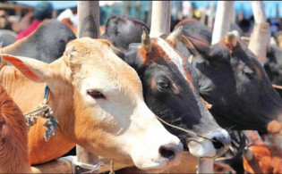 ১ লাখ ও ৯০ হাজার টাকা দামের গরু পাওয়া যাচ্ছে ৭০-৭৫ হাজার টাকায়