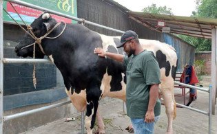 গরু তো নয় যেন ছোটখাটো একটি হাতি, বগুড়ায় খামারে ১১০০ কেজির লাক্সারি প্রাডো, জেনেনিন দাম