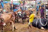 আসছে কোরবানির পশু, রাজধানীতে প্রস্তুত গাবতলী হাট
