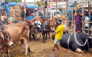আসছে কোরবানির পশু, রাজধানীতে প্রস্তুত গাবতলী হাট