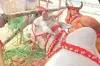 গাবতলির গরুর হাটে লায়লা-মামুন, দাম শুনলে চমকে যাবেন