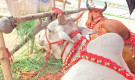 গাবতলির গরুর হাটে লায়লা-মামুন, দাম শুনলে চমকে যাবেন