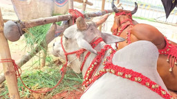 গাবতলির গরুর হাটে লায়লা-মামুন, দাম শুনলে চমকে যাবেন