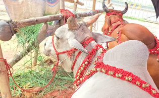 গাবতলির গরুর হাটে লায়লা-মামুন, দাম শুনলে চমকে যাবেন