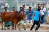জেনেনিন কোরবানি কবুল হওয়ার শর্তগুলো