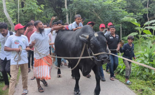 ৫ ফুট ৪ ইঞ্চি উচ্চতার বিশাল গরু নিয়ে খালেদা জিয়ার বাসভবনের পথে কৃষক সোহাগ
