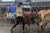 ঈদে কোথায় কতটা বৃষ্টির হওয়ার সম্ভাবনা