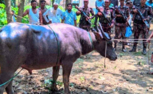 দৌড়ে ভারতে ঢুকে পড়ে কোরবানির মহিষ, অতঃপর যা ঘটলো