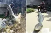 কুমিরের ঘরে ঢুকে লেজ ধরে টানাটানি করতে গিয়ে বিপদে যুবক, ভাইরাল ভিডিও