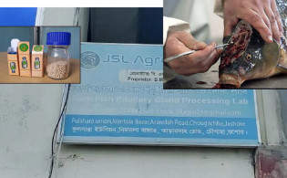 মাছের মাথায় সোনার খনি : যশোরে কোটি টাকার ব্যবসা