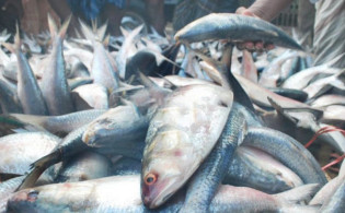 পাল্টে গেল বাজার, হঠাৎ কেন এই দাম হলো ইলিশের