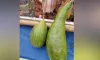 এক জোড়া লাউ বিক্রি হলো ১৮ হাজার টাকায়, কি আছে এই লাউয়ে