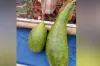 এক জোড়া লাউ বিক্রি হলো ১৮ হাজার টাকায়, কি আছে এই লাউয়ে