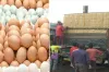 আজ হঠাৎ পাল্টে গেলো ডিমের দাম