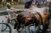 কোরবানির পশুর চামড়ার নতুন দাম ঘোষণা