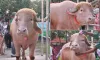 যত টাকায় বিক্রি হলো ভাইরাল মহিষ ‘ডোনাল্ড ট্রাম্প’