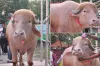 যত টাকায় বিক্রি হলো ভাইরাল মহিষ ‘ডোনাল্ড ট্রাম্প’