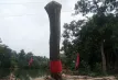 কেটে ফেলার পর ‘উঠে দাঁড়াল গাছ’, আগরবাতি-মোমবাতি নিয়ে মানুষের ভিড়